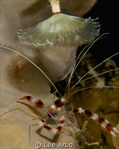 banded coral shrimp taking a shower under a feather duste... by Lee Arbo 